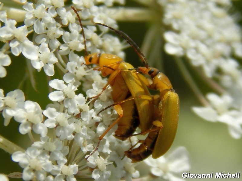 Cteniopus sulphureus, Alleculinae